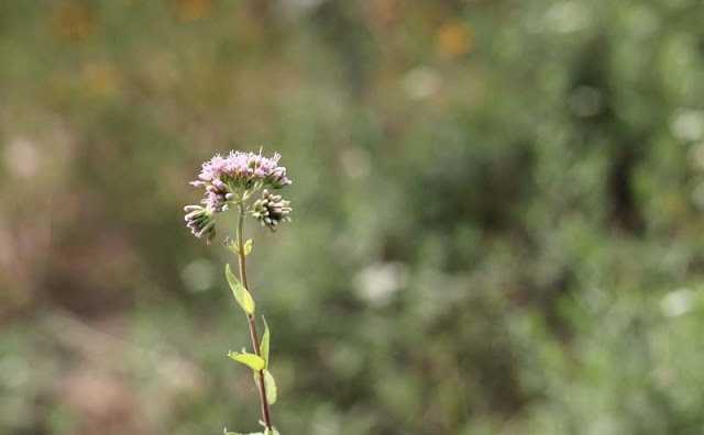 Joe-Pye Weed Flowers