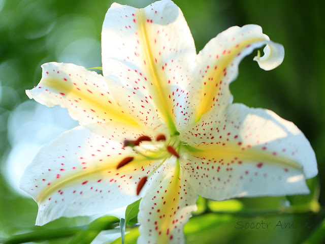 Lilium auratum