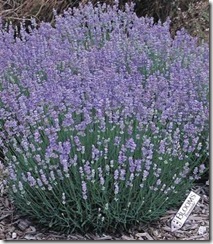 LAVANDULA_angustifolia