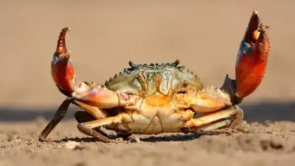 crab