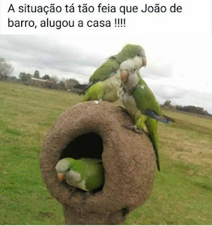 Foto em uma zona rural. Ao centro e em foco, arquitetada no alto de um toco, uma casinha de barro redonda com  abertura frontal grande, dentro, um periquito apoiado pela garras na parte inferior da abertura e meio corpo para fora da casa; acima, na parte externa, outros dois periquitos pousados em posições opostas, um deles observa a câmera. No topo lê-se: A situação tá tão feia que João de barro, alugou a casa!!!!