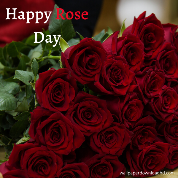 happy rose day images