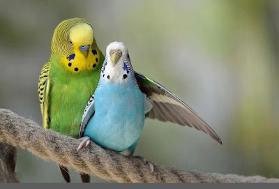 love birds images