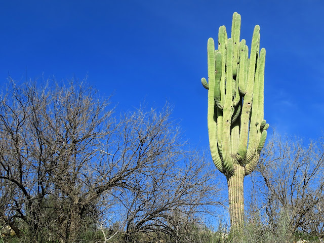 Catalina State Park, Tucson, Arizona. February 2020.