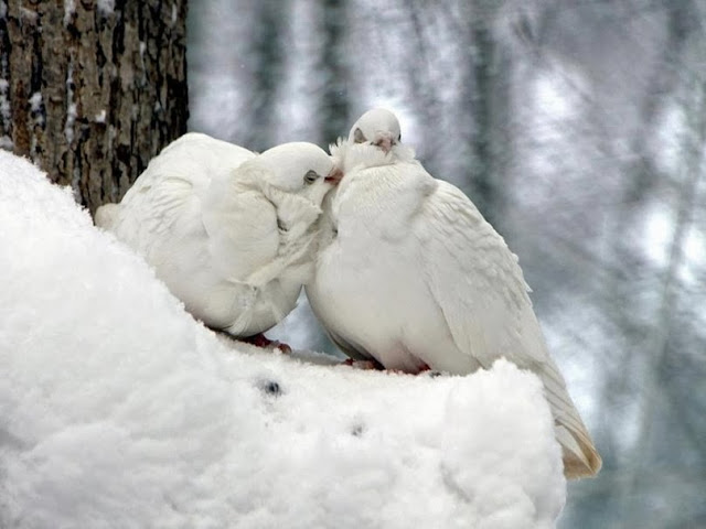 Beautiful Love Pigeons HD Wallpaper Free