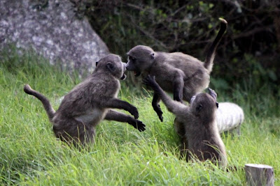 Baboons Playing