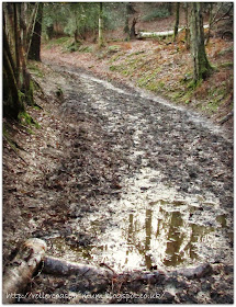 muddy paths, Highcombe Hike,  National Trust Devil's Punch Bowl, Surrey Hills