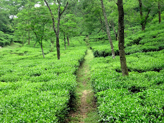Tea garden in Bangladesh