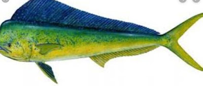 Ikan Lemadang