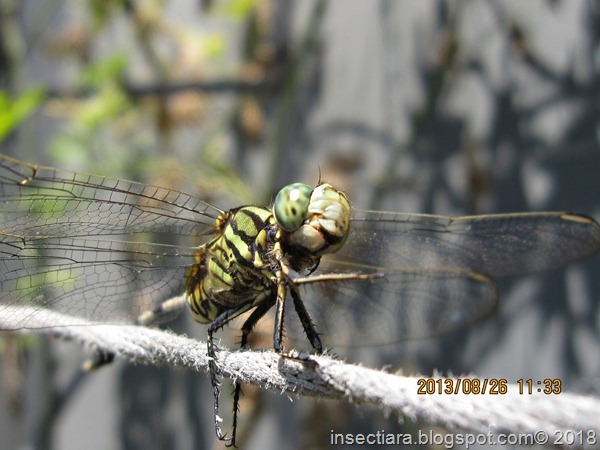 aIMG_0084