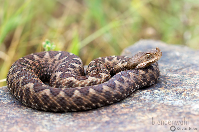 Nose-horned Viper - Vipera ammodytes