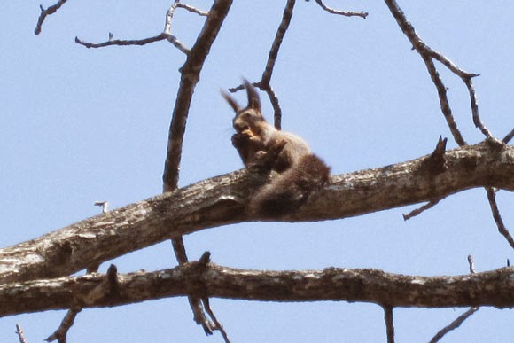 Black squirrel