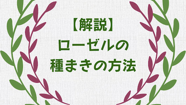 ローゼルの種まきの方法を解説