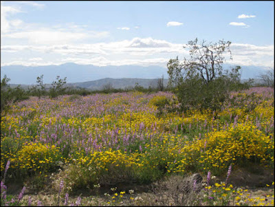 California, CA, superbloom, yellow flowers, wildflowers, brittlebush, Encelia, desert dandelions, distant mountains, Joshua Tree National Park