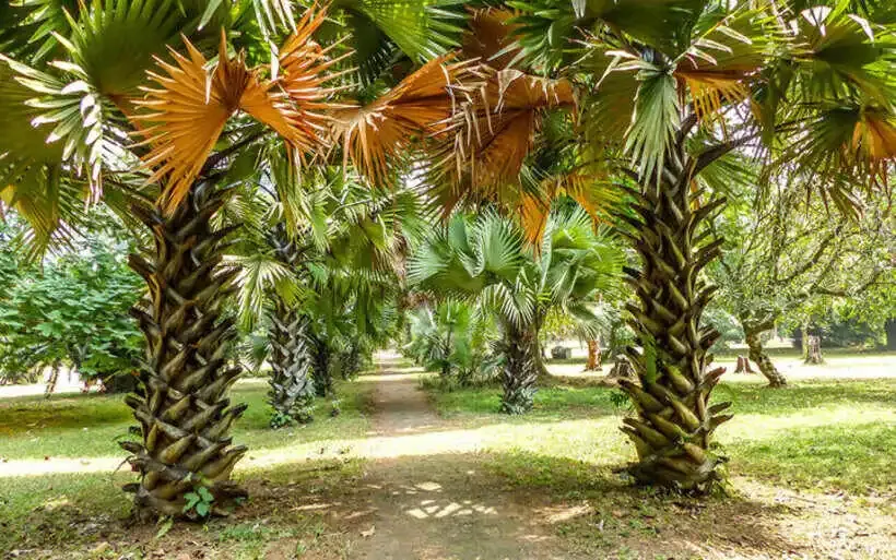 Jardin Botanique de Limbé