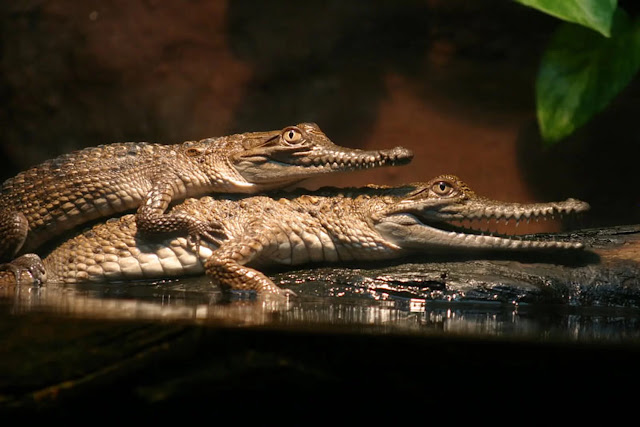 Take It from the 'Crocodile Lady': Conservation Needs More Women (Op-Ed)
