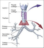 Organ Pernafasan pada Manusia (Bronkus)
