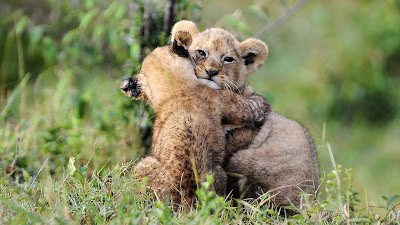 animal-hugging-lion-cubs-wallpepars