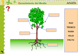 http://ceiploreto.es/sugerencias/A_1/Recursosdidacticos/PRIMERO/datos/03_cmedio/03_Recursos/actividades/3LasPlantas/act1.htm