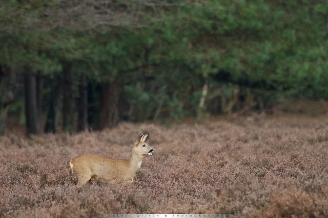 Ree - Roe Deer Capreolus capreolus