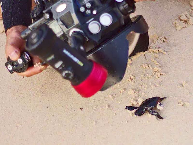 large camera, small turtle