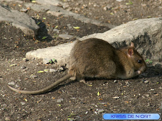 Rat surmulot - Rat d'égout - Rat de Norvège - Rattus norvegicus