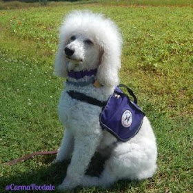 White poodle in purple vest, Carma Poodale, medical alert service dog