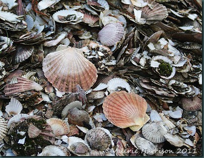 14-shells
