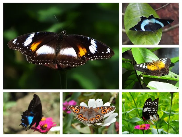 butterfly watching tour