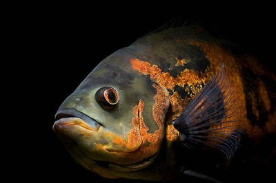 Ikan Oscar Sungai Amazon