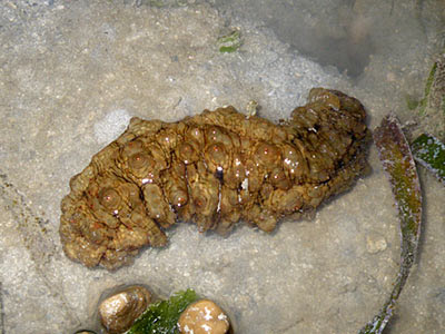 Dragonfish Sea Cucumber (Stichopus horrens)