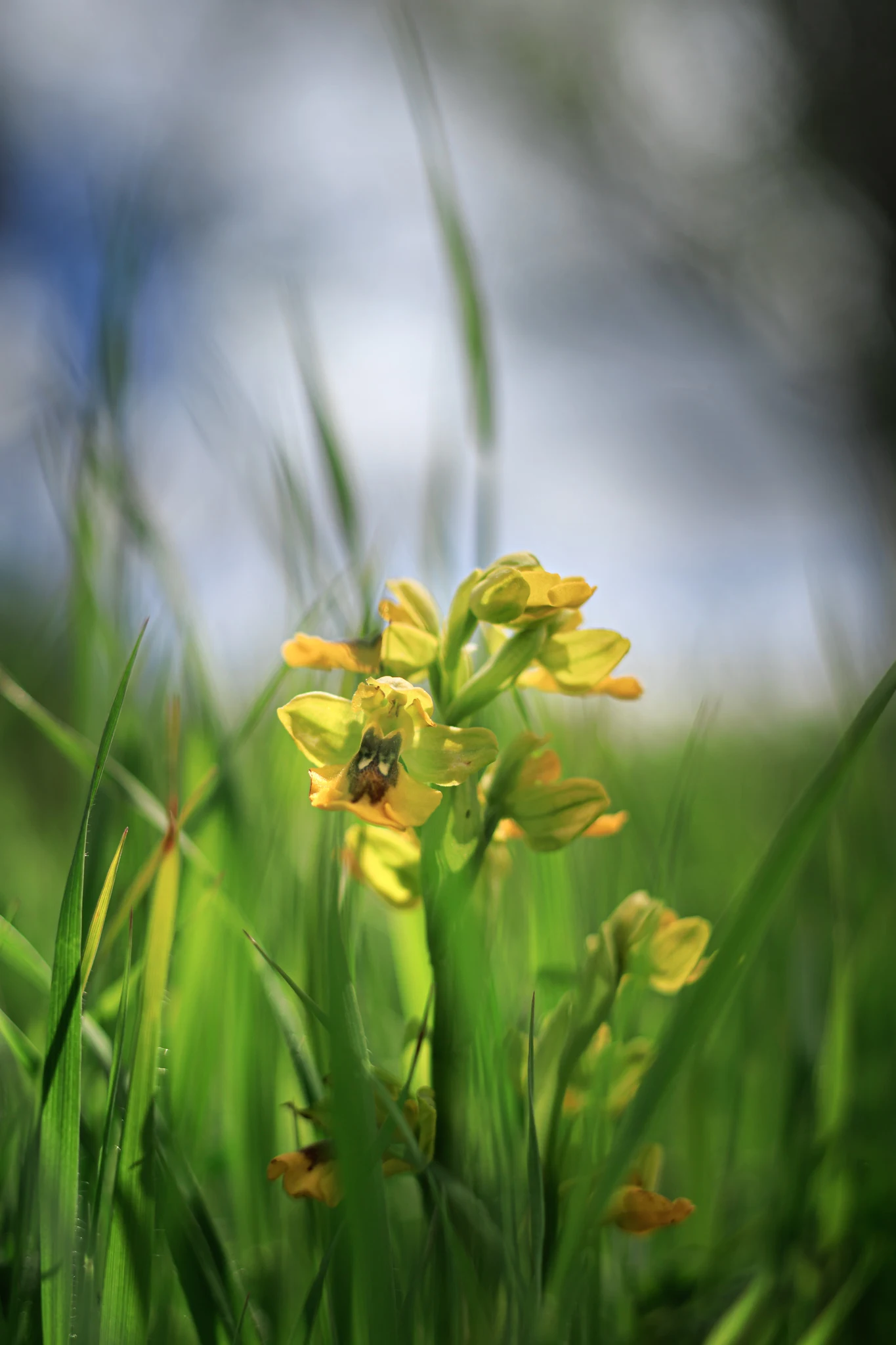 Antonio José Muro | 112/365 | Ophrys lutea