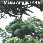 mangga madu anggur