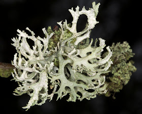 Oakmoss, Evernia prunastri. Orpington Field Club outing to Blackbush Shaw, Cudham, on 19 November 2011.