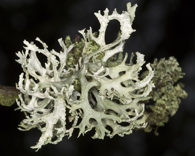 Oakmoss, Evernia prunastri. Orpington Field Club outing to Blackbush Shaw, Cudham, on 19 November 2011.