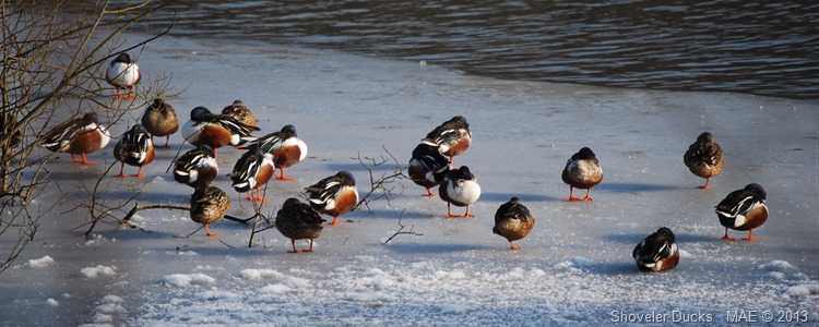 2012-02-11 Ruislip Lido 001