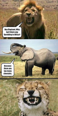 30 Funny animal captions - part 53, animal pictures with sayings, funny caption pictures