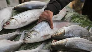Manfaat ikan bandeng bagi kesehatan tubuh