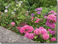hydrangea