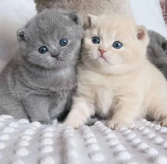 nano munchkin gatto cucciolo prezzo