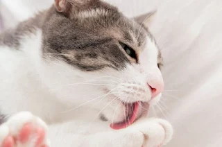 Mengapa Kucing Suka Menjilati Tubuhnya Sendiri?