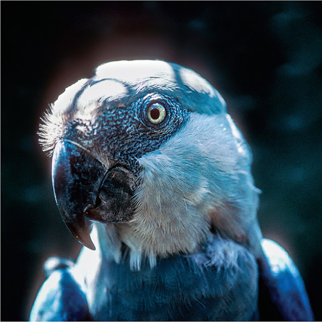 Spix's macaw, native to Brazil, is critically endangered.