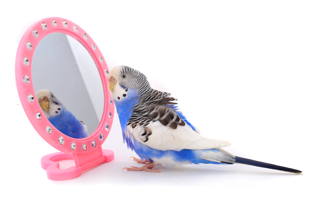 Budgies and Mirror