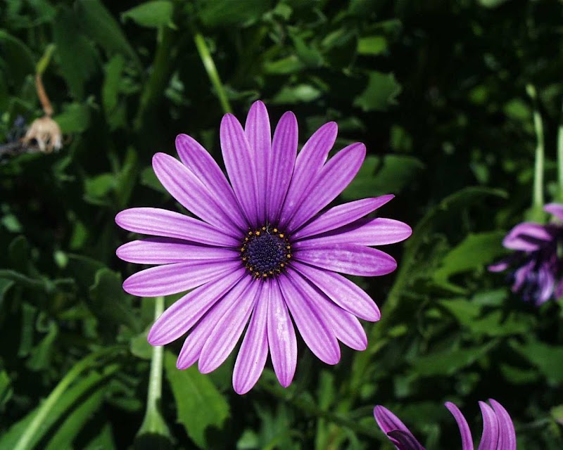 24+ Beautiful Purple Daisy Flowers