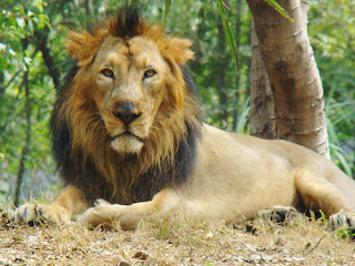 lion