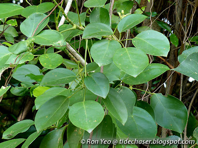 Climbing Umbrella Plant (Schefflera elliptica)