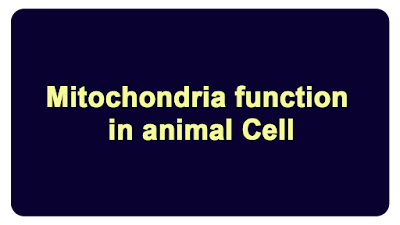 Mitochondria function in animal Cell