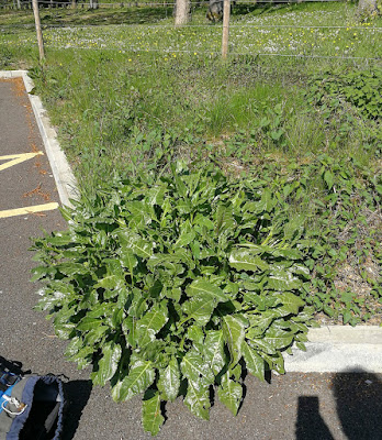 Big patch of sea beet (wild spinach)