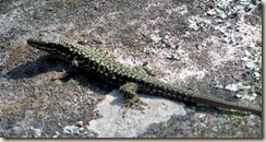 lézard