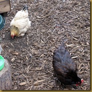 Chickens 261